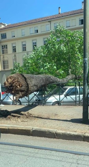 Caduto un albero in corso Re Umberto: danneggiate 5 auto
