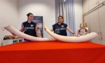 Sequestrate due zanne in avorio di elefante del valore di 24 mila euro in un negozio di antiquariato