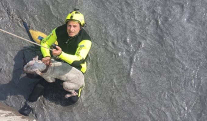 Le foto e il video del salvataggio del cane caduto nelle acque della Dora