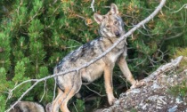 Oltre 900 lupi presenti nelle regioni alpine, 600 in Piemonte: "Numeri insostenibili"
