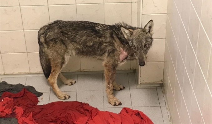 Cati, la giovane lupa ferita ora sta meglio: è stata trasferita al centro “Uomini e Lupi”