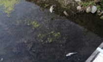 Pancalieri, siccità: pesci morti nel rio d'acqua cittadino