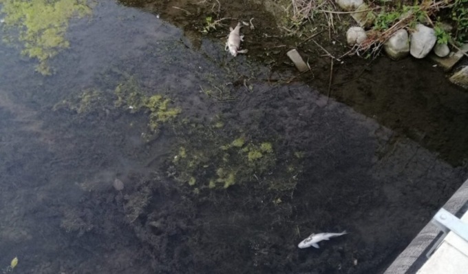 Pancalieri, siccità: pesci morti nel rio d’acqua cittadino
