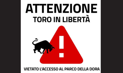 Toro scappa da rifugio per animali: "potenzialmente pericoloso", chiuso il Parco della Dora