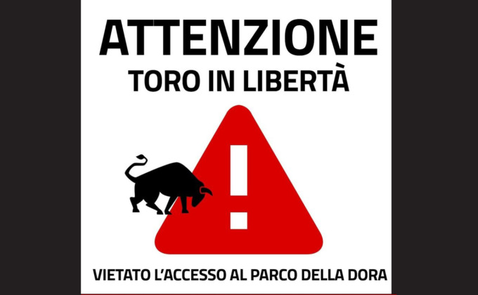 Toro scappa da rifugio per animali: “potenzialmente pericoloso”, chiuso il Parco della Dora