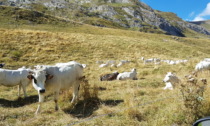 Alpeggi, nelle valli torinesi iniziano a scarseggiare l’erba e l’acqua