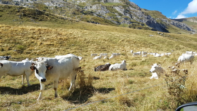 Alpeggi, nelle valli torinesi iniziano a scarseggiare l’erba e l’acqua