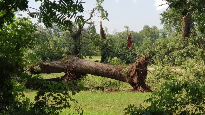 Forestali al Parco della Mandria per liberare i percorsi dagli alberi abbattuti