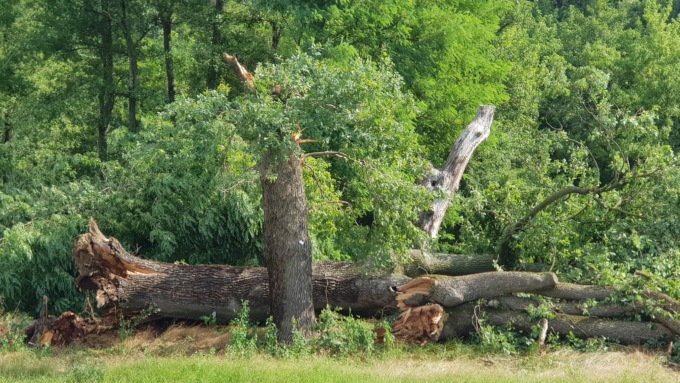 Sono un migliaio gli alberi morti a Torino per la siccità