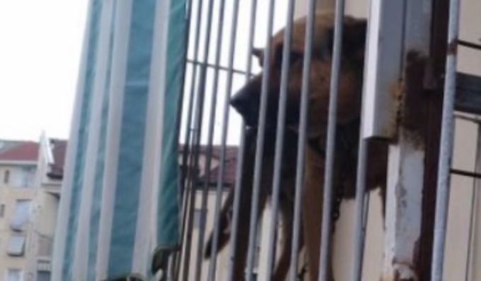 Legato con una catena alla ringhiera di un balcone: salvato pastore tedesco di sei anni