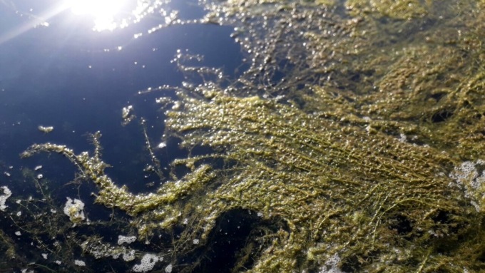 Temperature troppo elevate: nel Po a Torino prolifera un’alga aliena