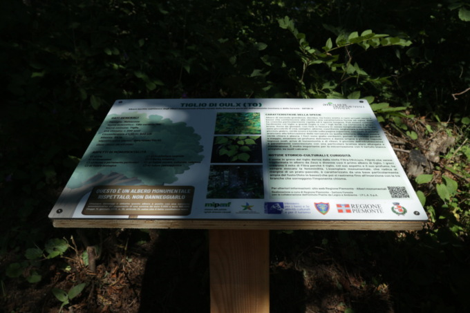 Alberi monumentali del Piemonte, ad Oulx la posa del primo pannello descrittivo