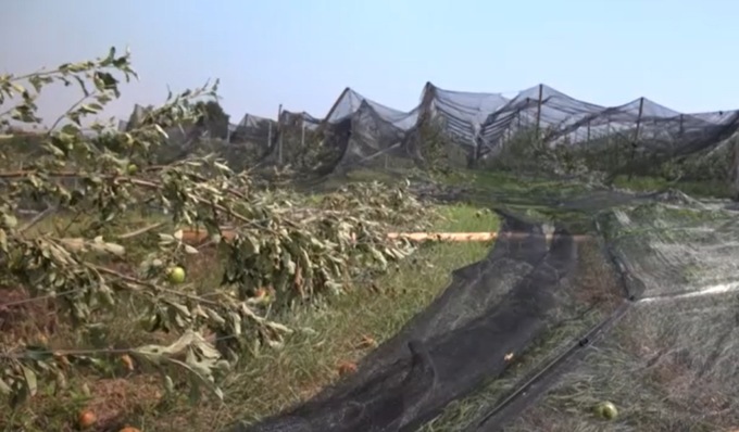 Il maltempo colpisce anche Cavour: mele e mais distrutti dalla grandine