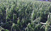 Tempesta tra bassa valle di Susa e Canavese: distrutta la produzione di mais, aziende agricole in ginocchio