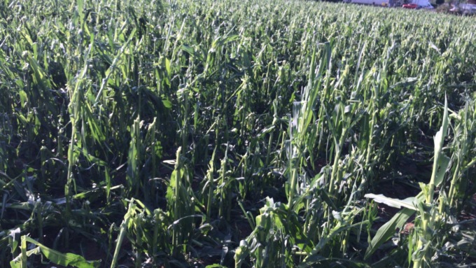 Tempesta tra bassa valle di Susa e Canavese: distrutta la produzione di mais, aziende agricole in ginocchio