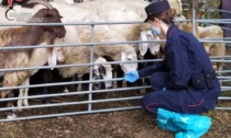 Val Susa, arrestati quattro allevatori di pecore per truffa nei confronti dell'UE