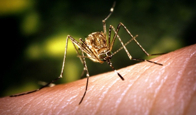Virus West Nile, primo caso registrato nel Torinese
