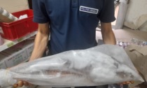 Minimarket, sequestrati 242 chilogrammi di pesce in cattivo stato di conservazione