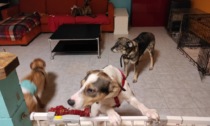 Canile abusivo in appartamento a Torino: trovati 17 cani in scarse condizioni igieniche
