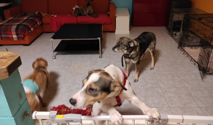 Canile abusivo in appartamento a Torino: trovati 17 cani in scarse condizioni igieniche