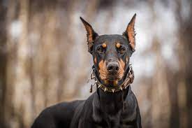 Signora porta i cani a spasso per Bruino e viene aggredita da due cani di grossa taglia