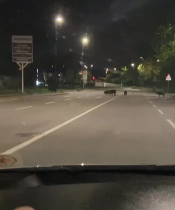 Frontale nella notte con due cinghiali, stavolta in autostrada