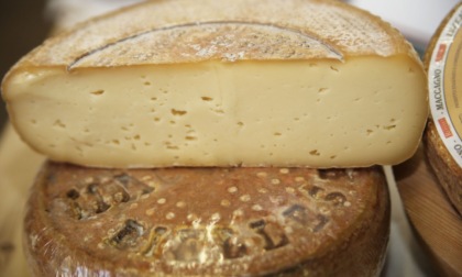 Possibile presenza di germi patogeni, ritirato formaggio maccagno