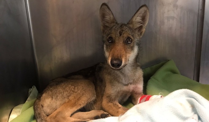 Torna in natura il cucciolo di lupo trovato ferito e svenuto nei boschi