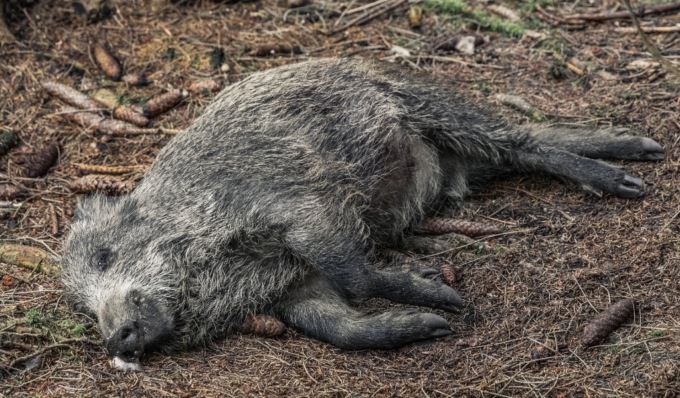Rubati cinghiali soppressi dopo essere stati investiti, ma la loro carne è avvelenata