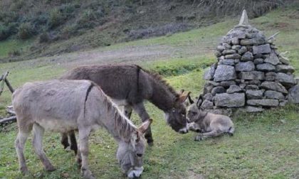 Pettinengo, le associazioni animaliste attaccano il sindaco: «Denuncia presentata»