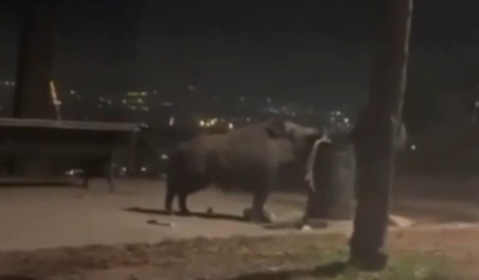 Superga, cinghiale fruga in un cestino della spazzatura per trovare cibo