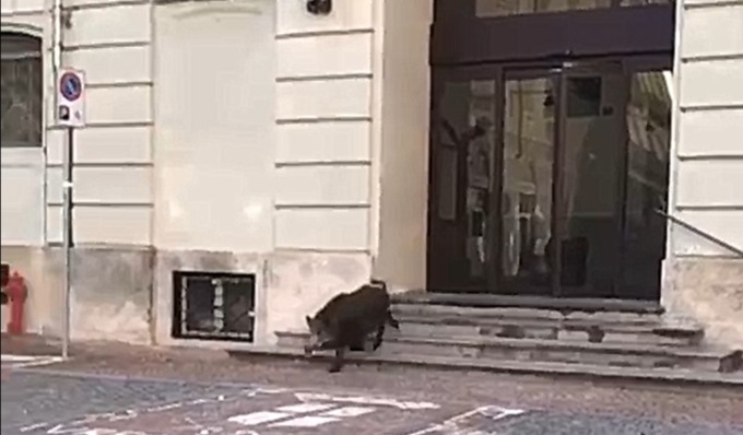 Il video del cinghiale che esce dal Comune di Ivrea, preso dopo due ore di fuga