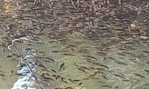 Chivasso, moria di pesci: la causa è il livello molto basso di ossigeno nell'acqua