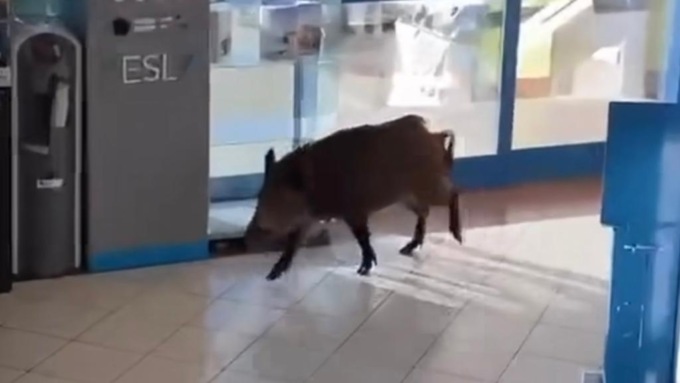 Cinghiale maldestro scorrazza nel negozio e… pesta il muso contro il vetro