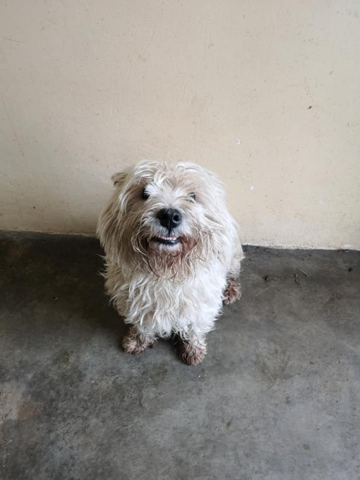 Doveva custodire il cane del parente ma lo lascia abbandonato al freddo sul balcone: salvato dai condomini di Orbassano