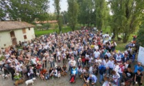 A Torino è in arrivo il più grande raduno nazionale di bulldog inglesi