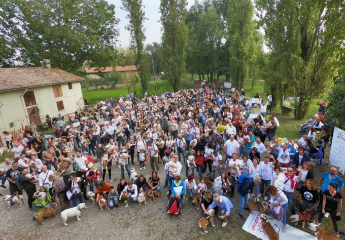 A Torino è in arrivo il più grande raduno nazionale di bulldog inglesi