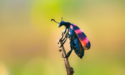 Cambiamenti climatici ed insediamenti urbani fanno perdere al Piemonte sempre più biodiversità