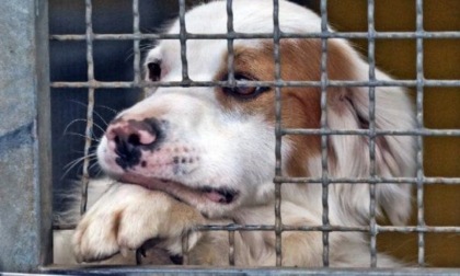 Scoperto traffico illecito di cuccioli di cane in provincia di Torino