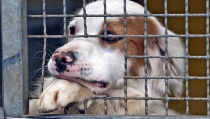 Scoperto traffico illecito di cuccioli di cane in provincia di Torino