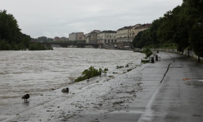 Messa in sicurezza sponde fiume Po: avviata rimozione o abbattimento di piante