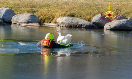 Oche bloccate in un'isoletta salvate dai vigili del fuoco