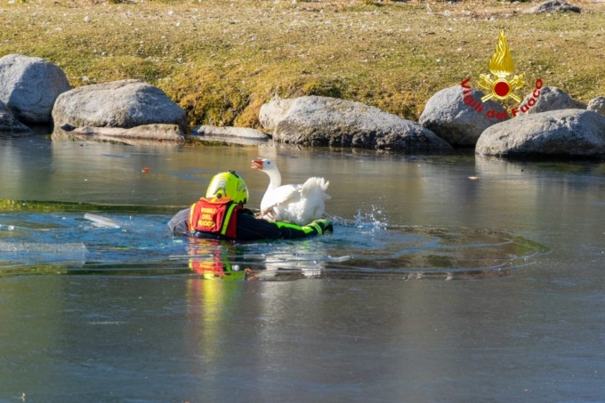 Oche bloccate in un’isoletta salvate dai vigili del fuoco