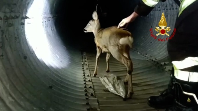 Il video del capriolo finito in un canale di scolo e salvato dai Vvf dopo aver percorso 300 metri sottoterra