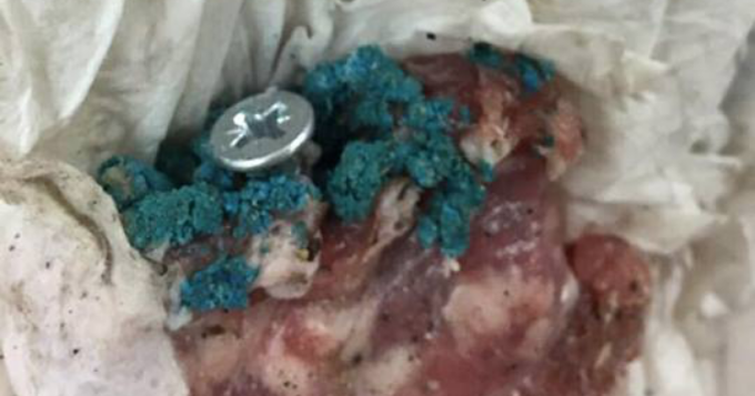 Un cane è morto a Nichelino dopo aver ingerito cibo avvelenato utilizzato contro le lumache