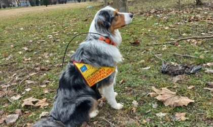 Trovata dalla Polizia della polvere tossica per i cani nel Parco dei Giusti di Nichelino