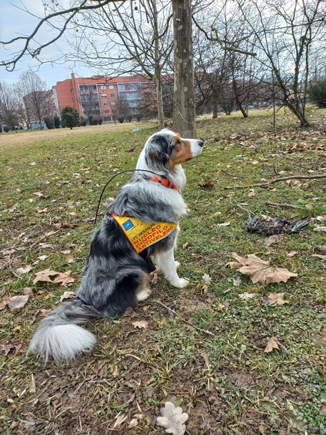 Trovata dalla Polizia della polvere tossica per i cani nel Parco dei Giusti di Nichelino