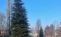 A Beinasco sono stati piantati gli alberi di Natale nei parchi cittadini