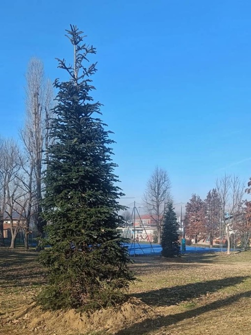 A Beinasco sono stati piantati gli alberi di Natale nei parchi cittadini
