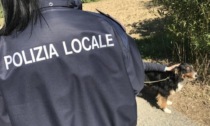 Salvato dai pompieri e dalla polizia municipale un piccolo cane a bordo Po alle Vallere di Moncalieri